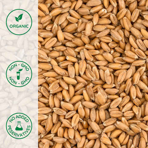 Close-up of organic whole grain spelt berries