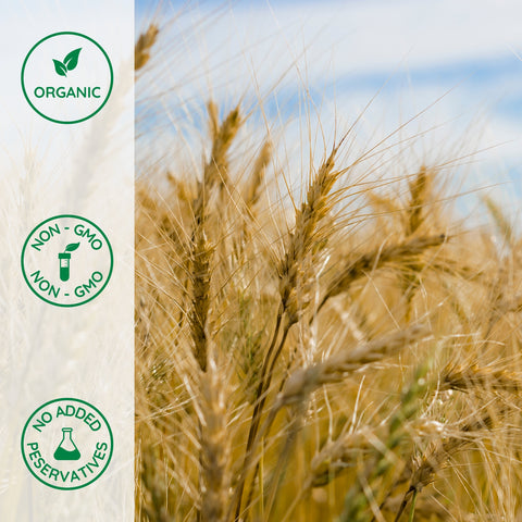 Organic whole grain spelt plant