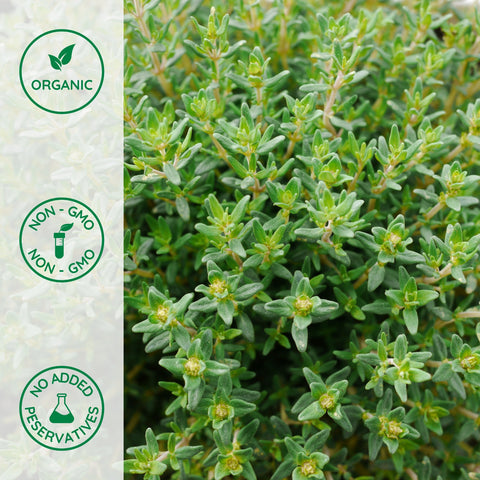 Close-up of organic whole thyme leafs dried 