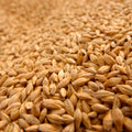 Organic triticale