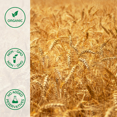 Close-up of organic triticale wheat