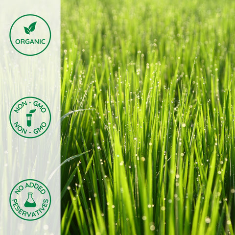 Close-up of organic wheatgrass