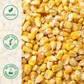 Close-up of organic whole kernel yellow corn