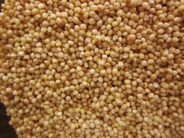 Organic Millet, Whole with shell - Proso Variety - OUT OF STOCK