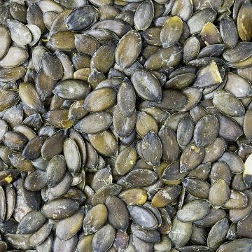 Austrian Pumpkin Seeds, Organic