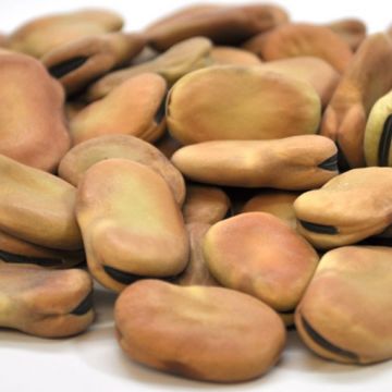 Organic Fava Beans, Extra Large ‘Broad Bean’ - OUT OF STOCK