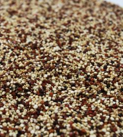 Organic Quinoa, TriColor