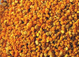 Bee Pollen