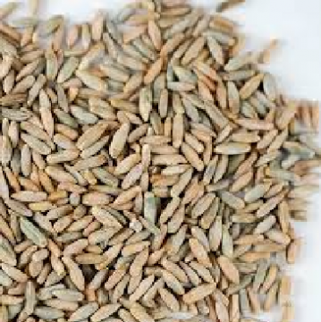 Organic Rye Berries