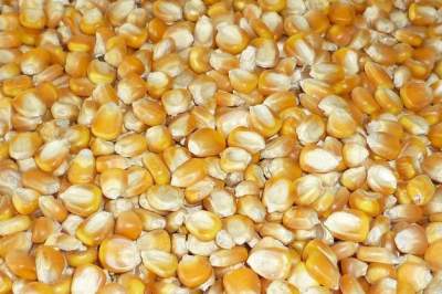 Organic Corn, Whole Kernel, Yellow