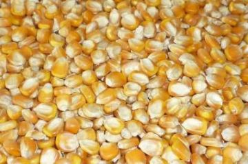 Organic Corn, Whole Kernel, Yellow