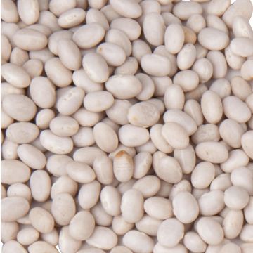 Organic Navy Beans