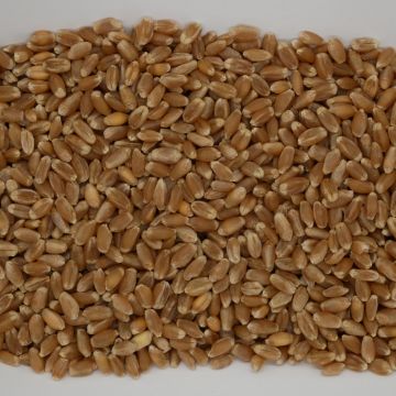 Organic Wheat Berries, Hard Red Winter