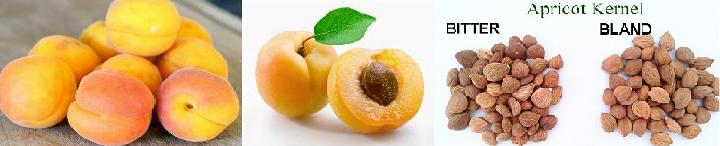 Apricot Kernels