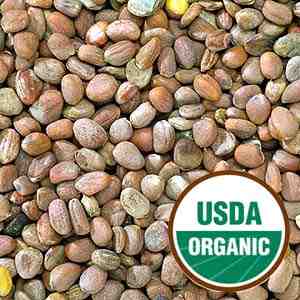 Radish Seed, Daikon - Organic