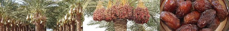 Dates