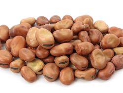 Organic Fava Beans - Small - BACK IN STOCK