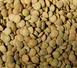 Organic Lentils, Green