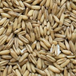 Organic Oat Groats