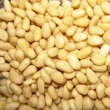 Pine Nuts, Raw, Organic NEW LOWER PRICE
