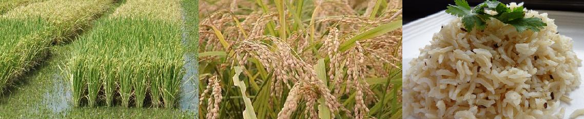 Rice
