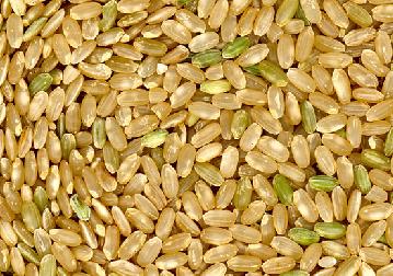 Short Grain Brown Rice - Organic