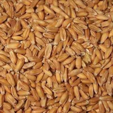 Organic Spelt, Whole Grain