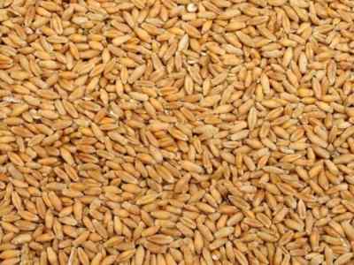 Organic Triticale - OUT OF STOCK