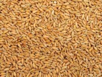 Organic Triticale