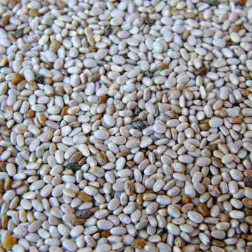 Organic Chia Seed - White