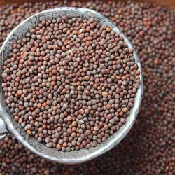 Broccoli Seed - Organic - BACK IN STOCK!
