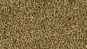 Organic Wheat Berries, Hard Red Spring