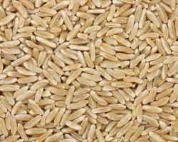 Organic Kamut, Whole Grain - BACK IN STOCK!
