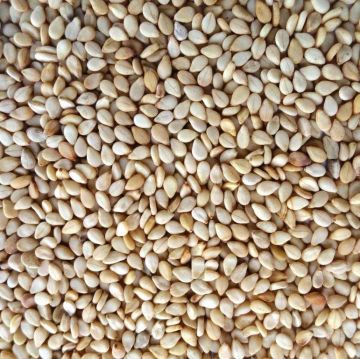 Sesame, Whole, Brown, With Shell - Organic